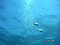 BULLES