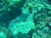 Sar dans le Trou !