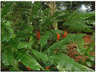 TN_ff_gwa_081.JPG (34399 octets)