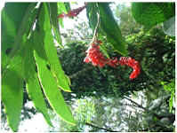 TN_ff_gwa_100.JPG (35823 octets)